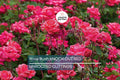 Knock Out Red Rose Bush Cuttings - 6" Unrooted Live Plant, Fast-Growing, Flowering Shrub for Outdoor Gardens, USDA Zones 5-9
