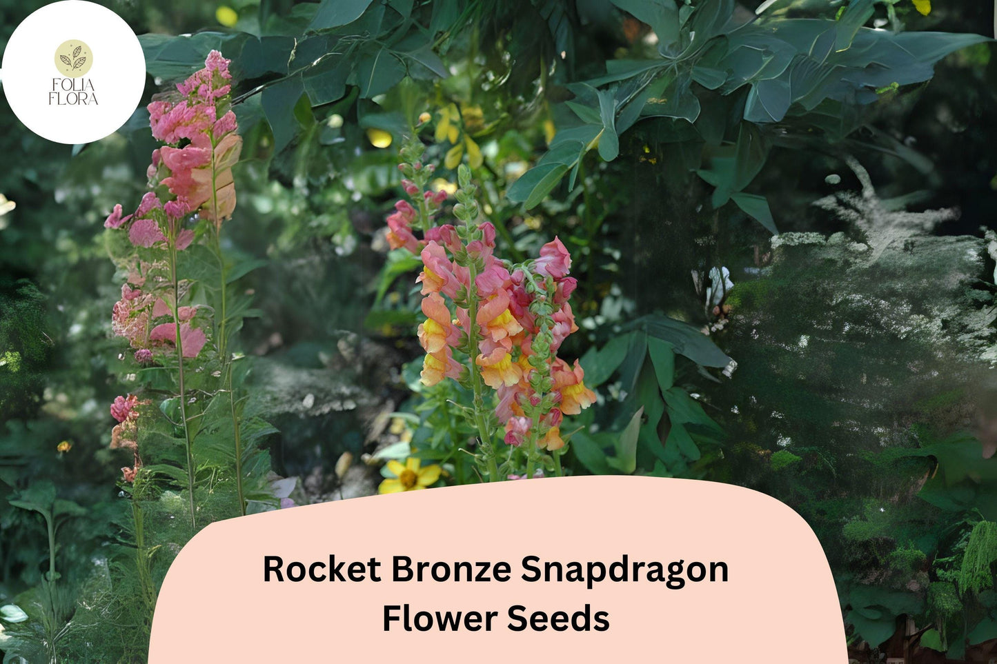 Antirrhinum majus Rocket Bronze Snapdragon Seeds – 1000+ Warm Copper-Toned Blooms for Garden & Cut Flowers