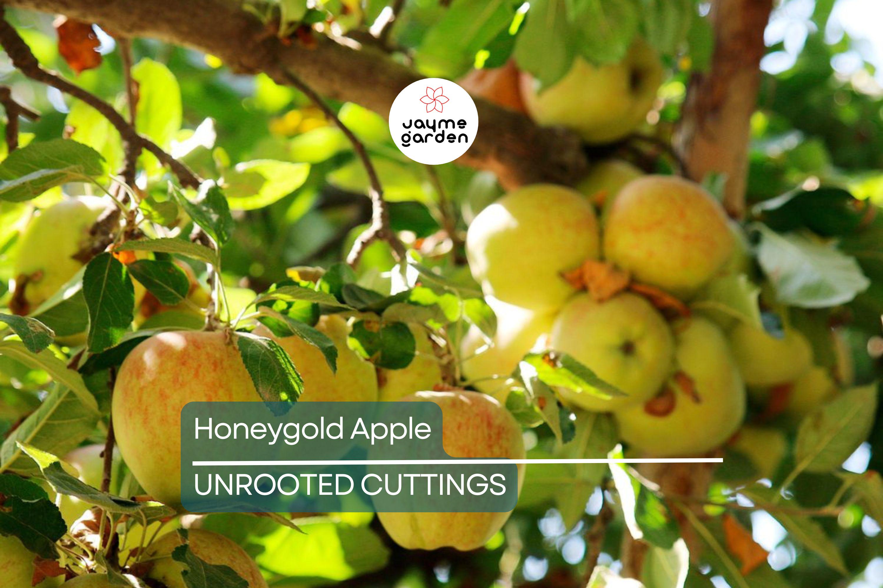 3 Honeygold Apple Fruit Tree Scions 6-10" for Grafting or Rooting - Fresh Cuttings from High-Yield Trees