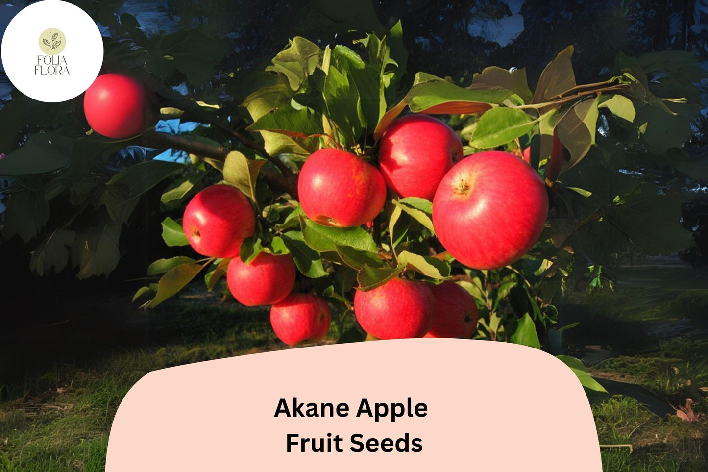 25+ Akane Apple Seeds | Crisp Red Heirloom Variety | Malus domestica | Sweet-Tart Flavor | Rare Garden Fruit Tree Seeds