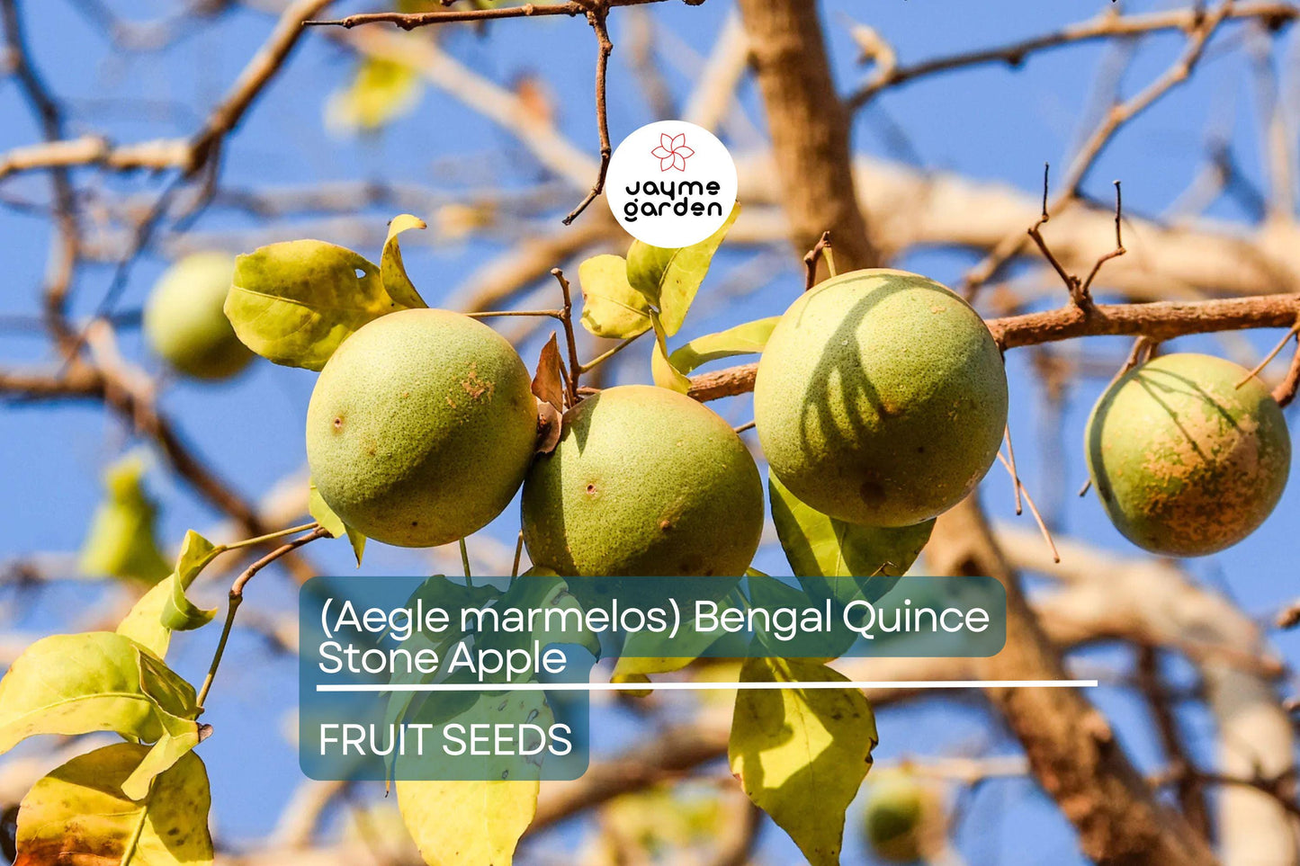 10 Bael Fruit Tree (Aegle marmelos) Seeds – Bengal Quince, Sacred Stone Apple, Rare!
