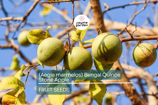10 Bael Fruit Tree (Aegle marmelos) Seeds – Bengal Quince, Sacred Stone Apple, Rare!