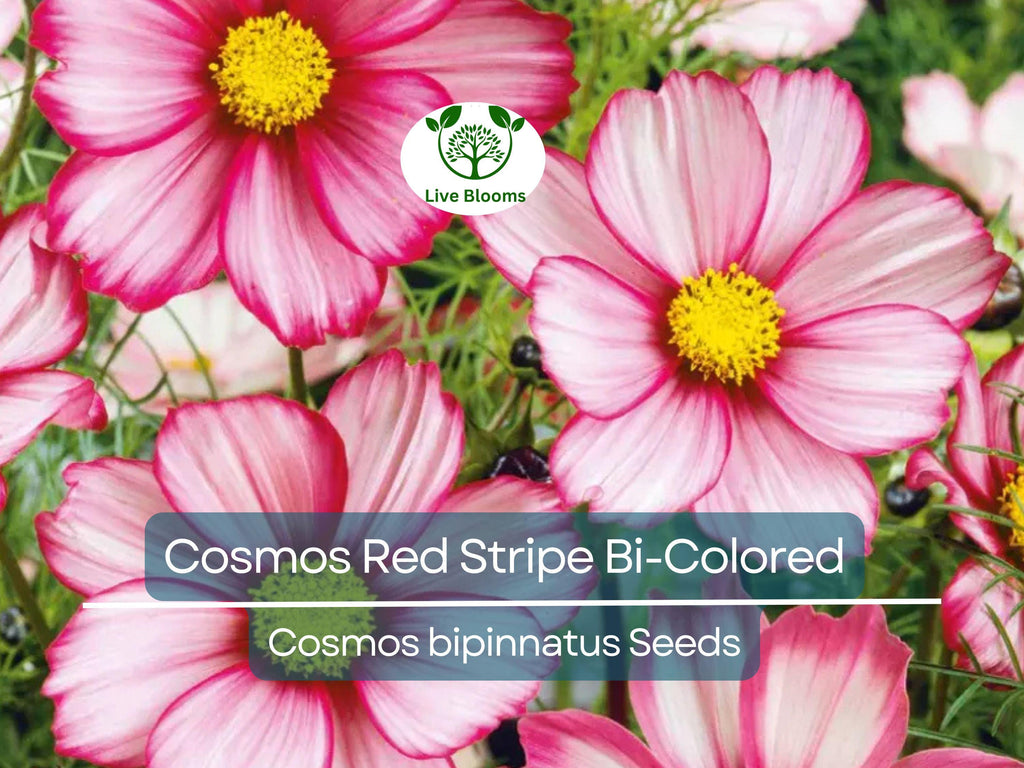 100 Seeds Cosmos Red Stripe Bi-Colored Flowers Pollinators Butterflies Non-GMO (Cosmos bipinnatus)
