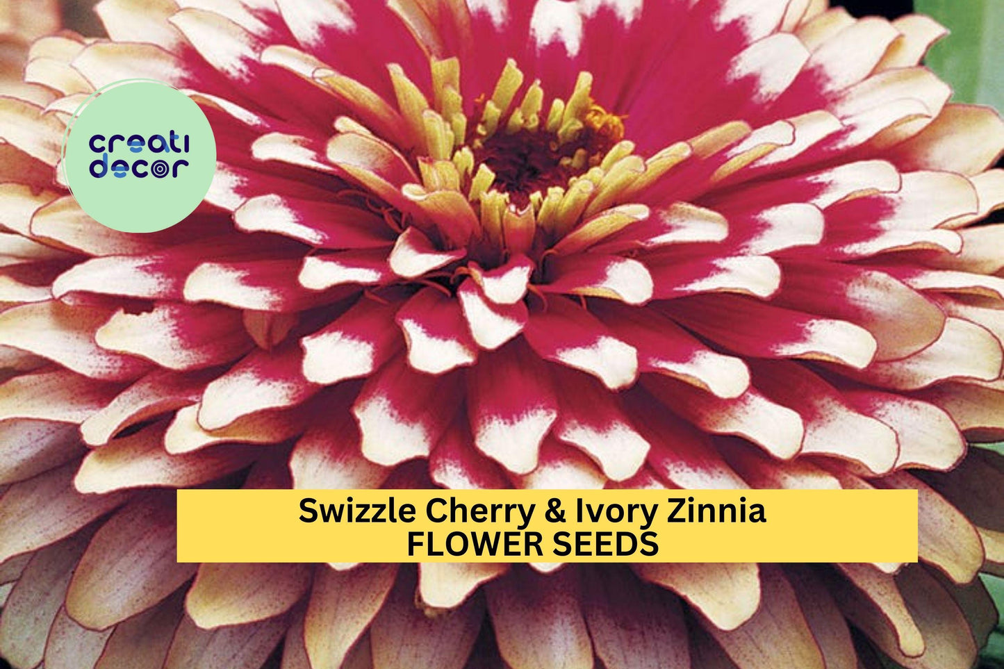 100+ Swizzle Cherry & Ivory Zinnia Seeds – Bi-Color Compact Blooms for Garden Planting, Bright Summer Annuals for Beds and Pots – USA