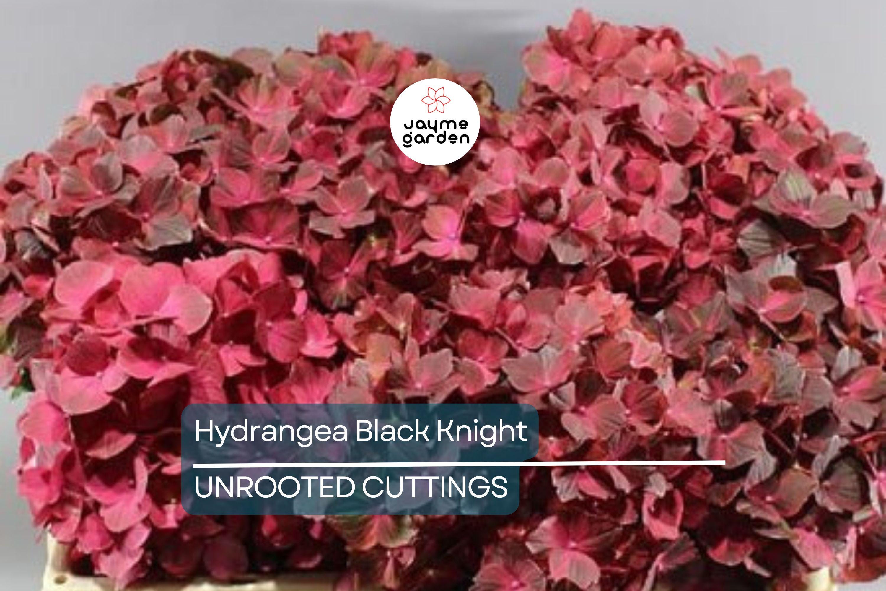 SUPER RARE Hydrangea Black Knight - 3 Fresh Cuttings for Rooting or Grafting, Unique Dark Blooms