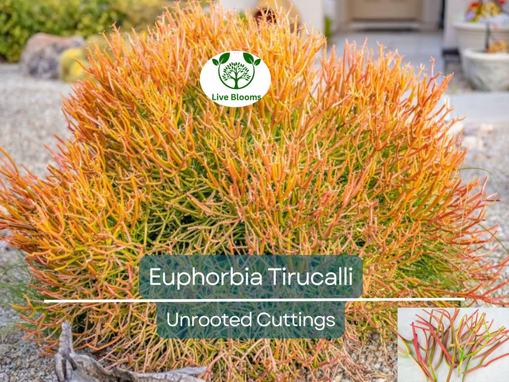 15 Healthy Fire Sticks Succulent Unrooted Cuttings - Euphorbia Tirucalli - Unique Colorful Succulent for Propagation & Garden