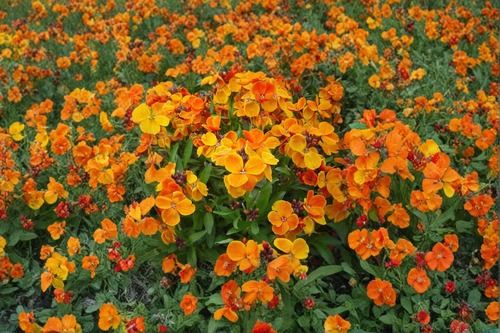 Siberian Wallflower – Cheiranthus allionii / Erysimum cheiri Seeds | 100 Seeds | Bright Orange Blooms