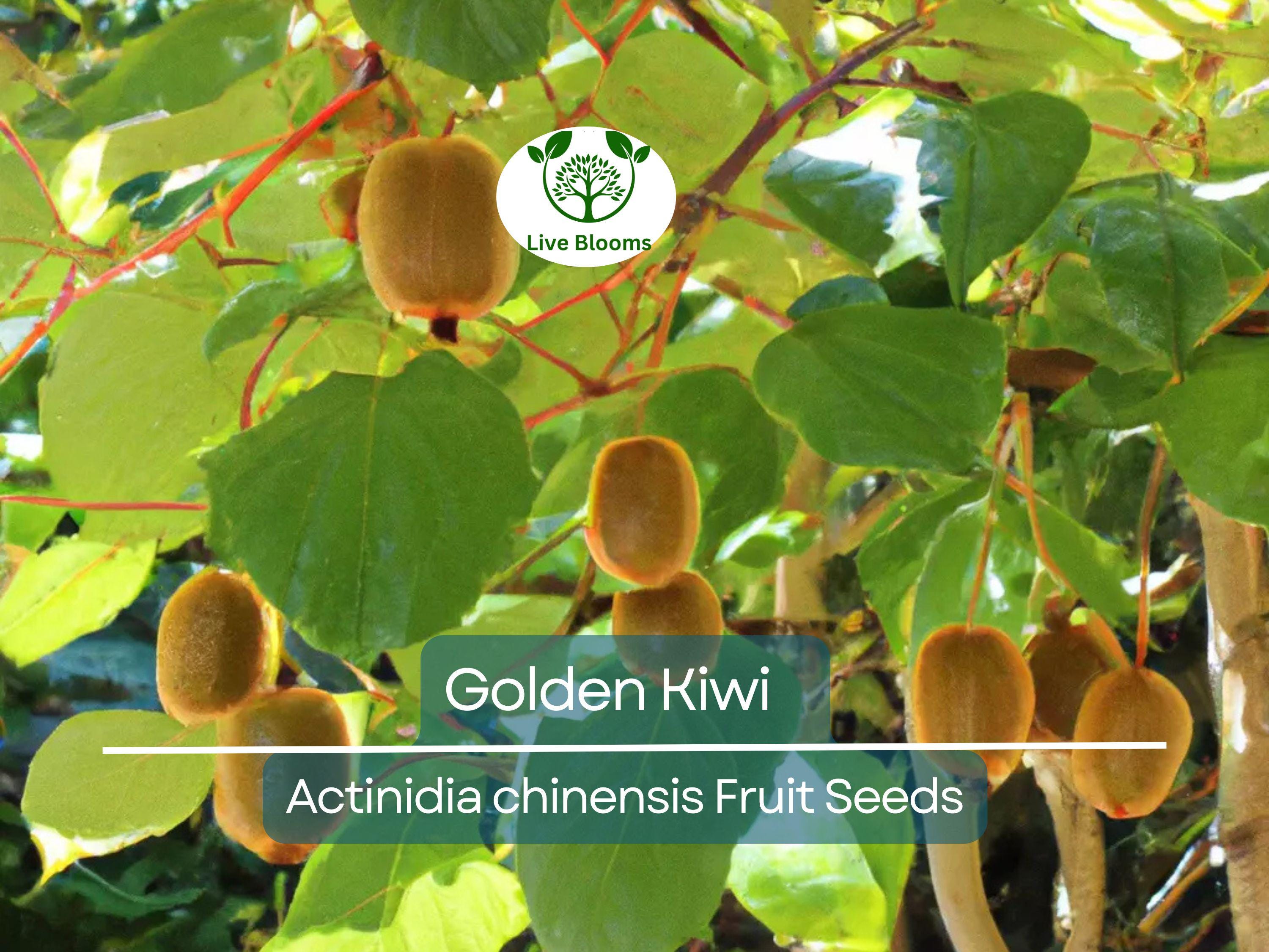 50 Golden Kiwi Seeds (Actinidia chinensis), Fast Growing Edible Fruit Vine, Sweet Kiwifruit, Garden Starter, Backyard Vine, High Yield