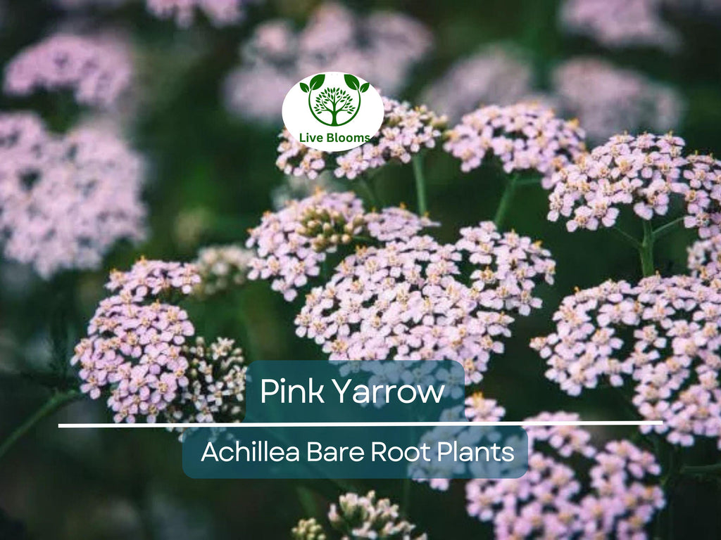 12 Pink Yarrow Plants - Achillea millefolium Bare Root - Hardy Perennial, Herb, Pollinator Friendly, Drought Tolerant