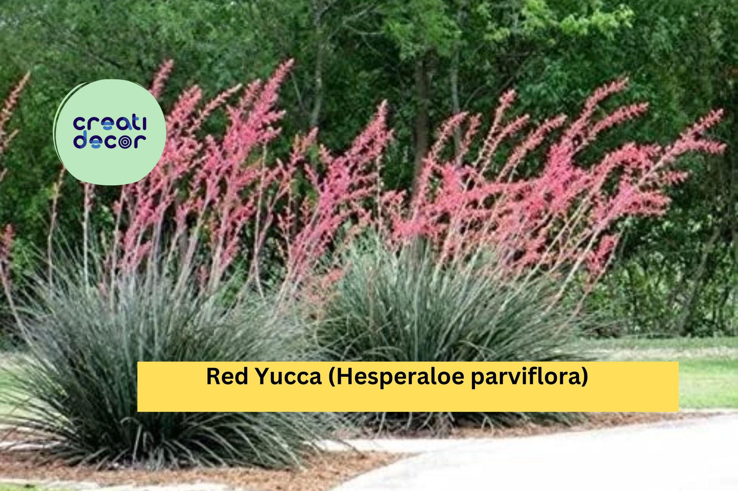 1 Red Yucca – Hesperaloe parviflora 2-Year Bare Root Seedling 5–8", Hardy Drought-Tolerant Perennial with Red Flower Spikes for Landscaping