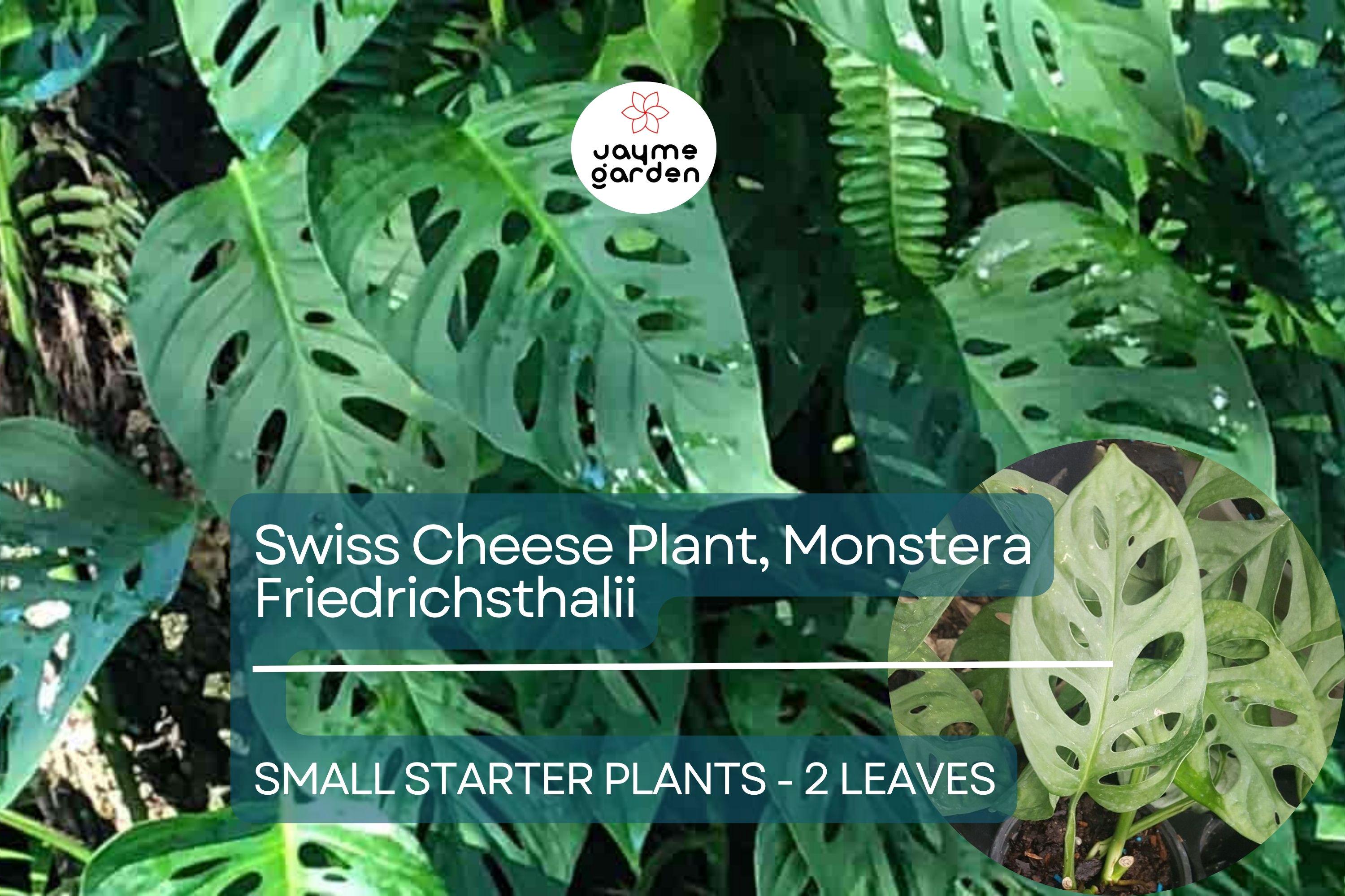 1 Monstera Friedrichsthalii Starter Plant 2-Leaf Vine, Rare Swiss Cheese Plant for Tropical Houseplant Lovers & Indoor Decor