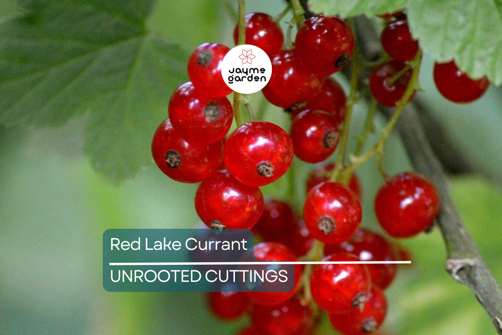 Red Lake Currant Hardwood Cuttings | 8 Fresh 6-10” Cuttings | Edible Berries | Easy to Grow |