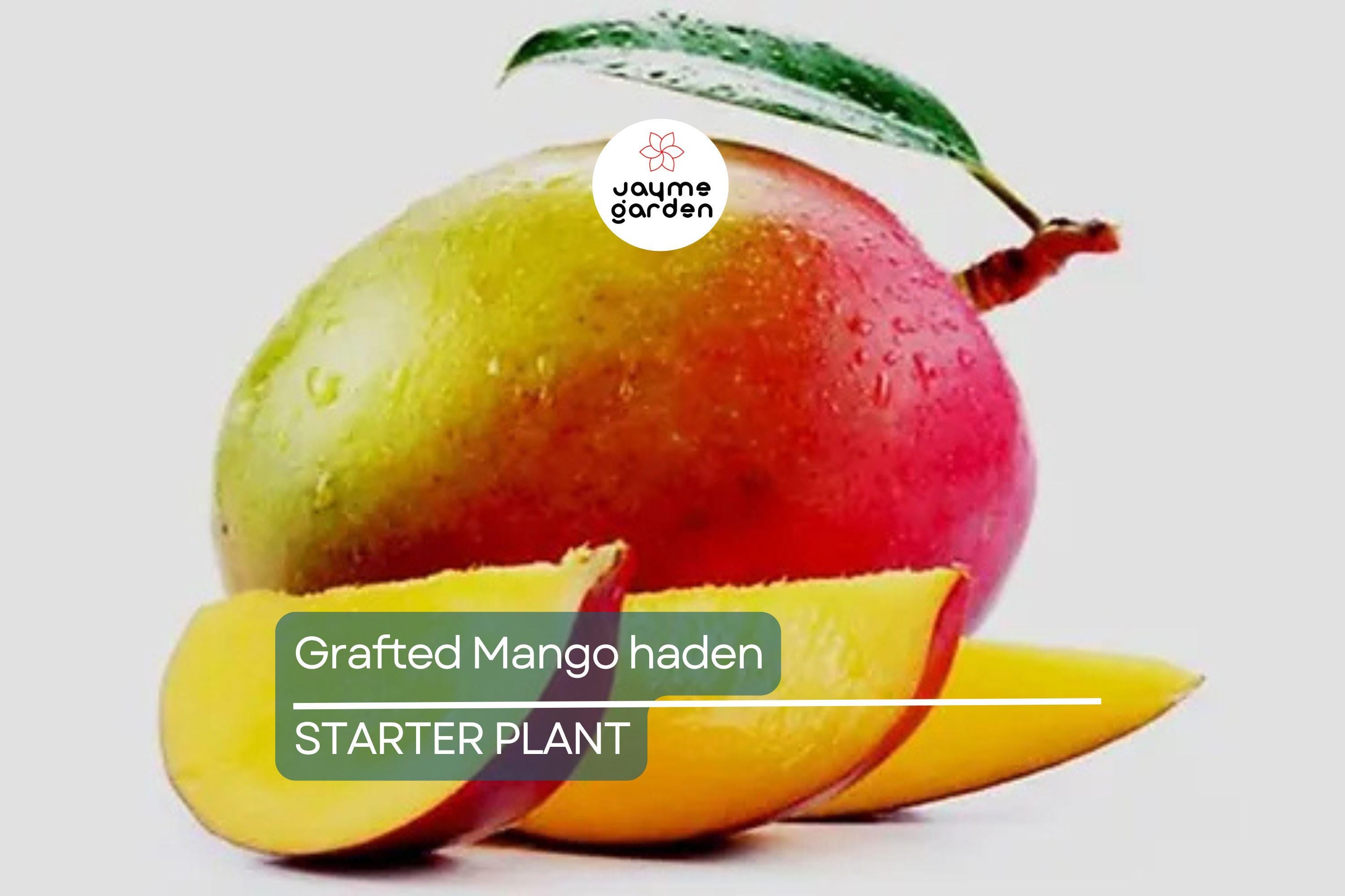Grafted Mango Haden Tree (Mangifera) Starter 3’-4’ - Juicy, Sweet & Tangy Tropical Fruit Tree for Gardens