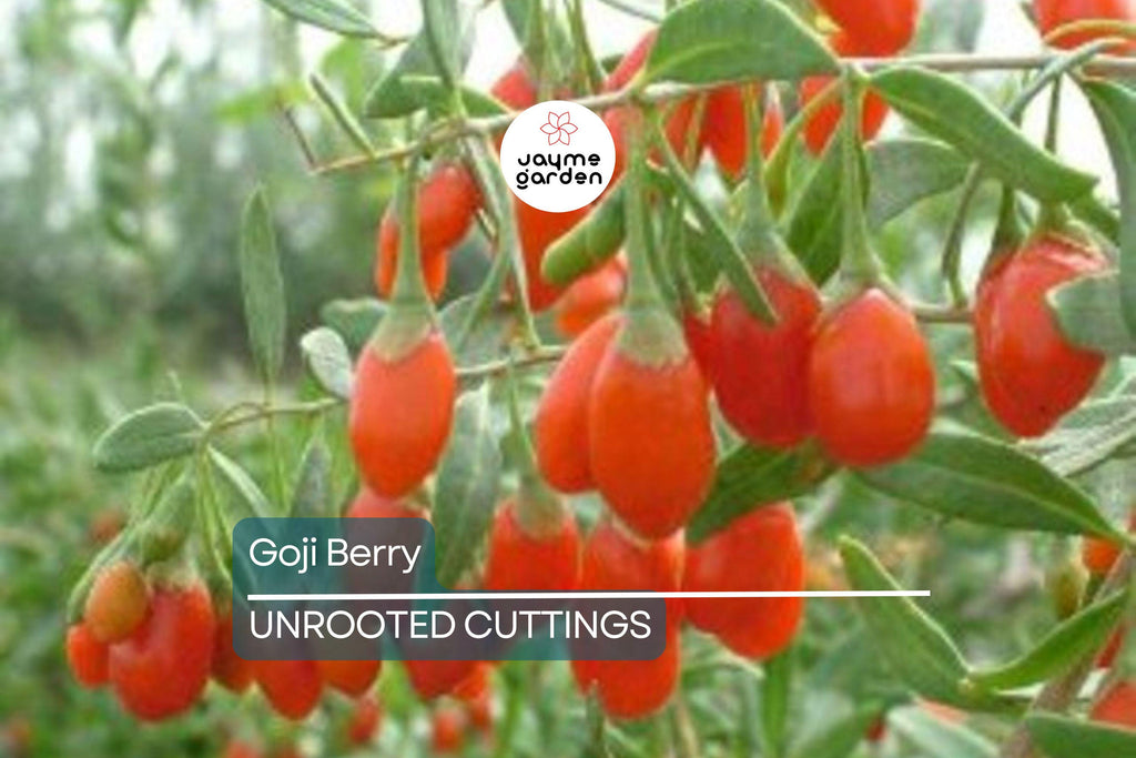 3 Goji Berry Plants with Bare Roots + 3 Live Cuttings | Grow Fast & Fruit | Wolfberry, Lycium barbarum