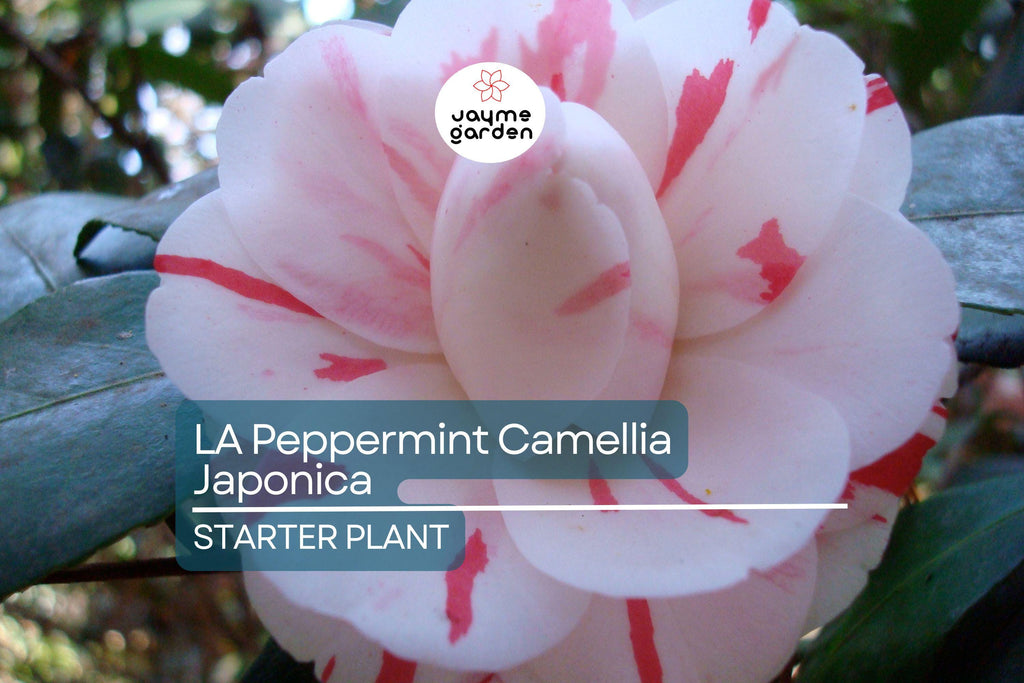 LA Peppermint Camellia Japonica | Rare Starter Plant (4L) | Fragrant Double Blooms | Evergreen Shrub for Shade Gardens | Zones 7a-9b