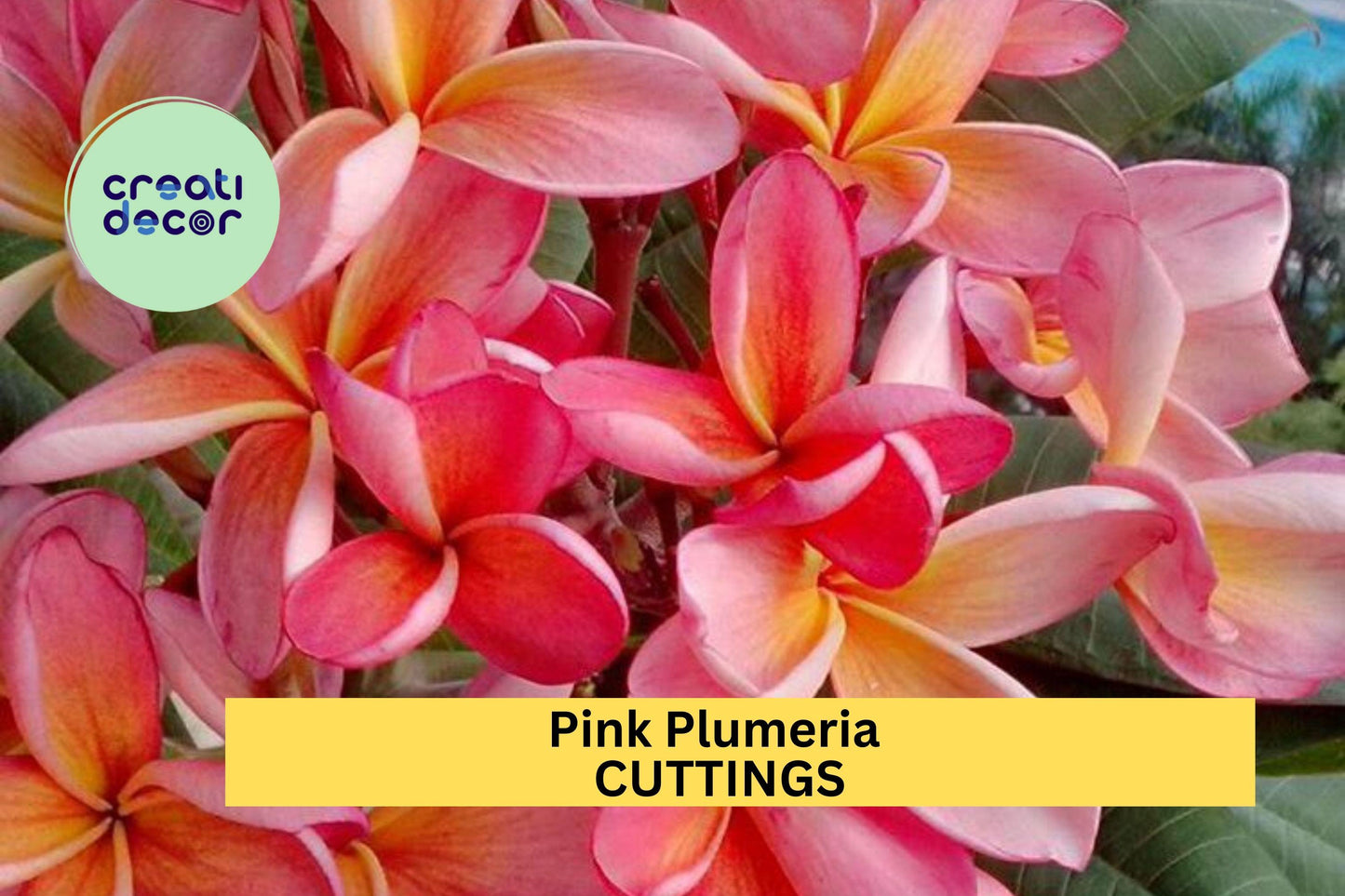 2 Pink Plumeria Cuttings – Single Head 10" Unrooted Stems for Easy Rooting – Tropical Frangipani Starter Plants – USA