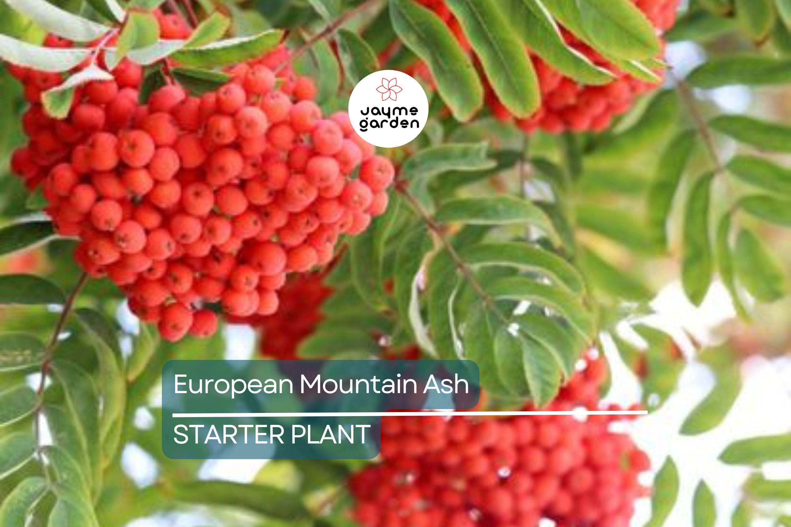 European Mountain Ash Tree | Sorbus aucuparia | 2-3 Ft Live Bare Root Plant | Ornamental Shade Tree | Zones 2-9