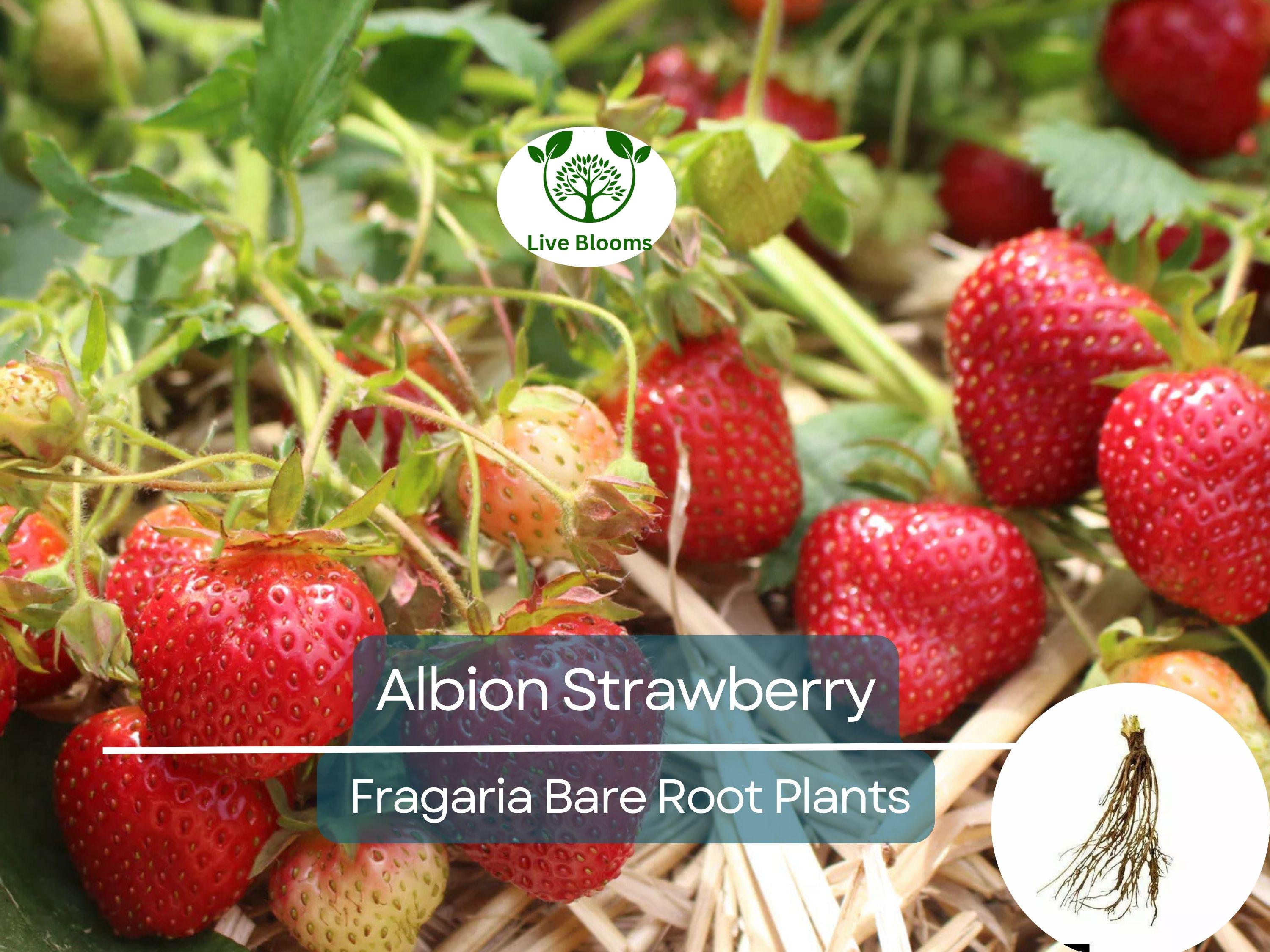 25 Albion Strawberry Bare Root Plants - Day Neutral, Sweet Large Fruit, Fragaria × ananassa, Non-GMO, Long Season Yield