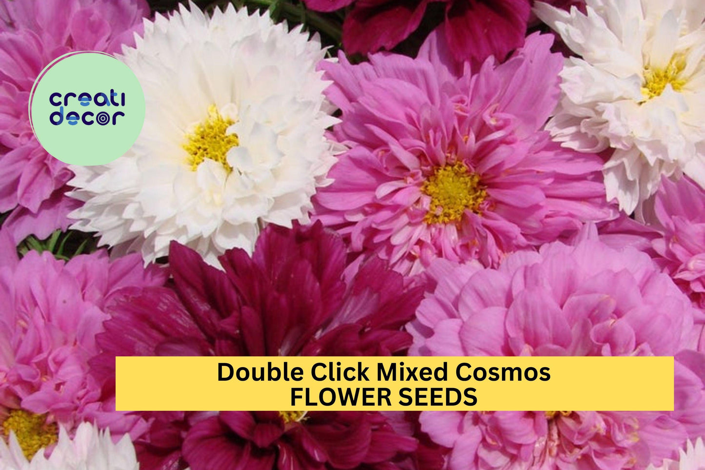 200+ Double Click Mixed Cosmos Seeds – Frilly Double Blooms in Pink, White & Rose for Garden Planting, Cottage Gardens – USA