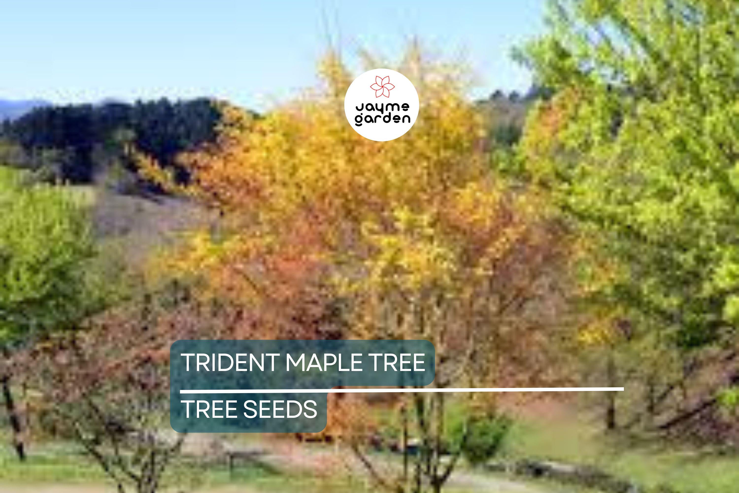 20 Trident Maple Tree Seeds – Acer buergerianum, Hardy Bonsai & Fall Colors