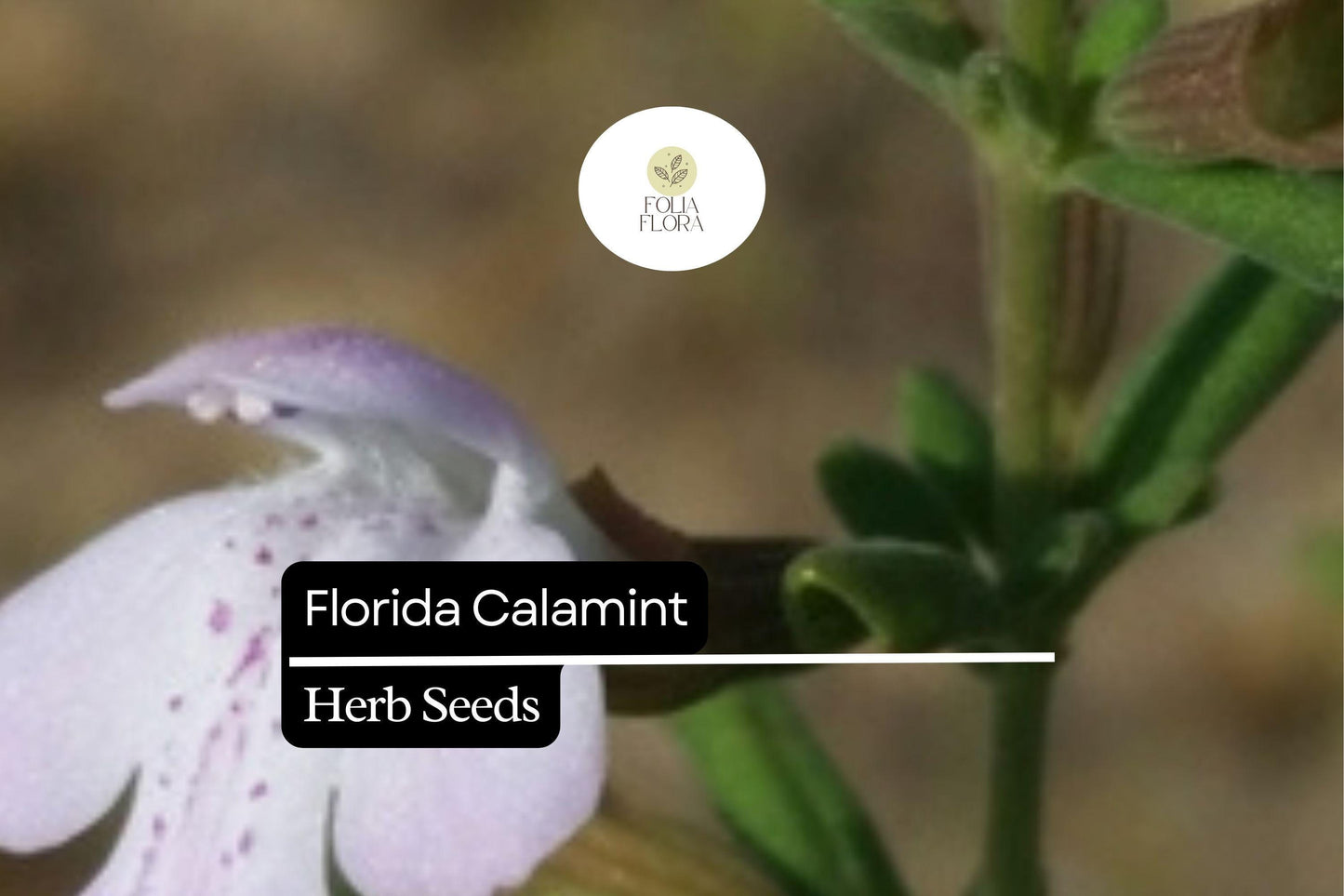 Florida Calamint Seeds (Clinopodium dentatum) | 25 Seeds | Fragrant Perennial Herb for Pollinators, Tea, and Drought-Tolerant Gardens