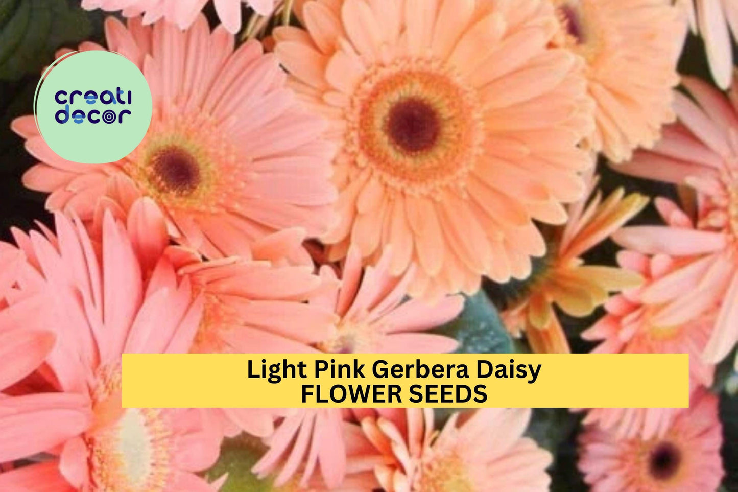 200+ Light Pink Gerbera Daisy Seeds – Soft Pastel Blooms for Garden Planting, Elegant Annuals for Beds, Borders & Bouquets – USA