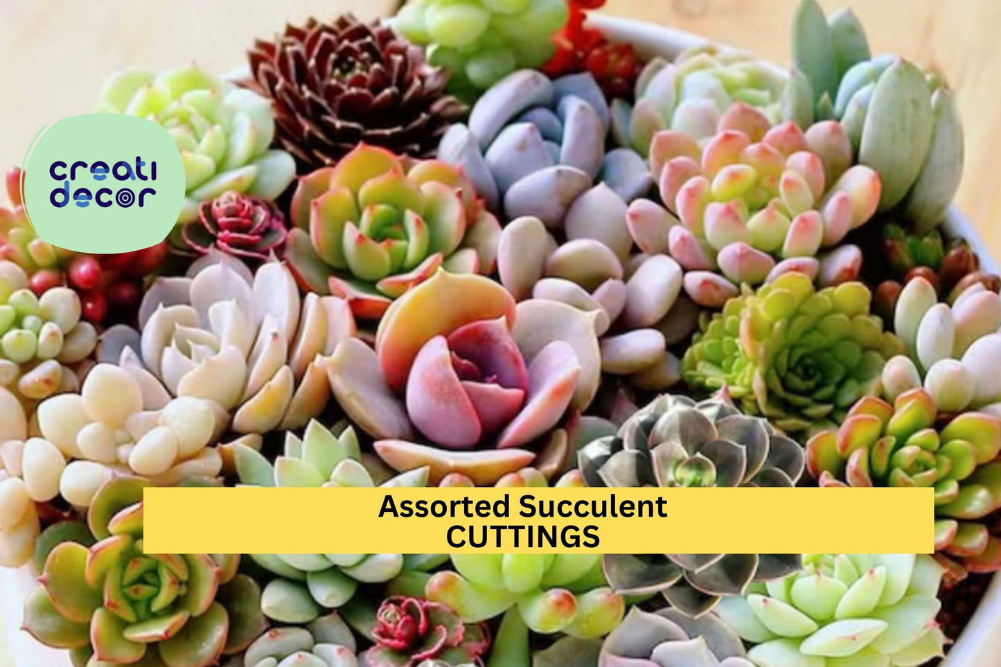 20 Assorted Succulent Cuttings | 18 Varieties Mix | Unrooted Starter Pack | DIY Garden Gift | Colorful Low-Maintenance Plants