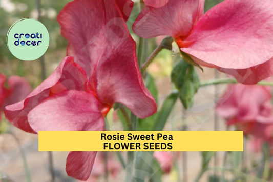 50+ Rosie Sweet Pea Seeds – Classic Rose-Pink Fragrant Blooms for Garden Planting, Climbing Vines for Trellises & Bouquets – USA