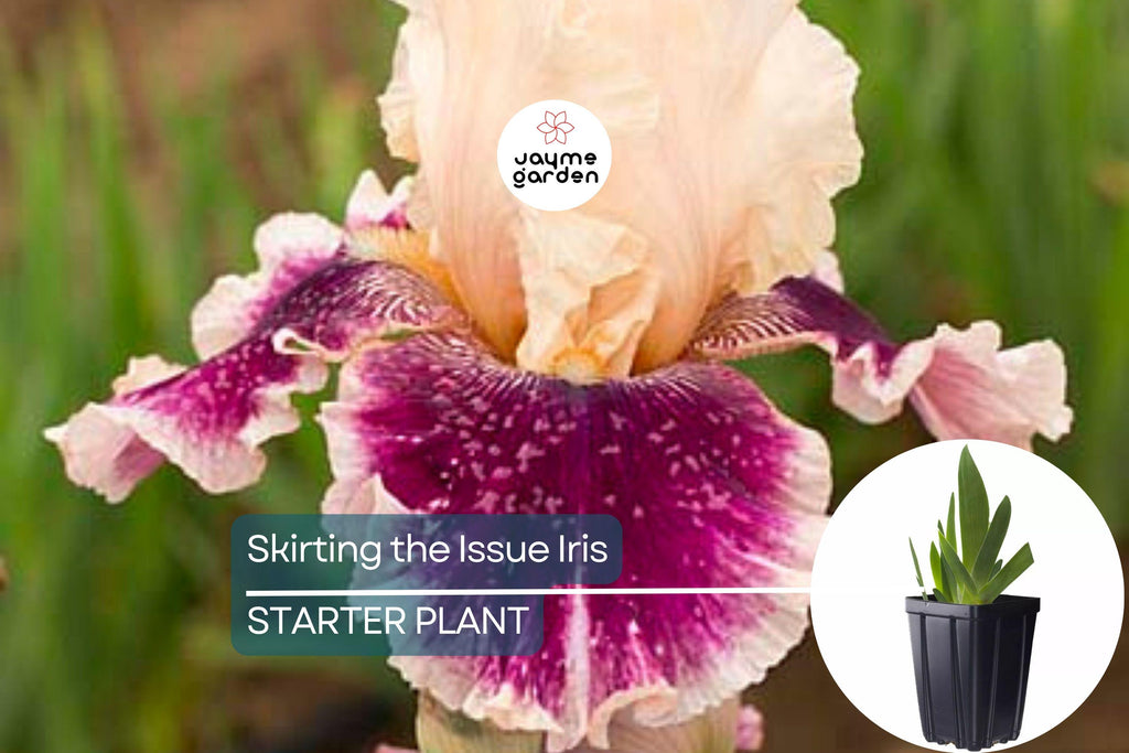 Skirting the Issue Iris Plant – Quart Pot | Apricot & Hot Pink Flowers | 40” Tall Perennial | Hardy Zones 3-10 | Easy to Grow