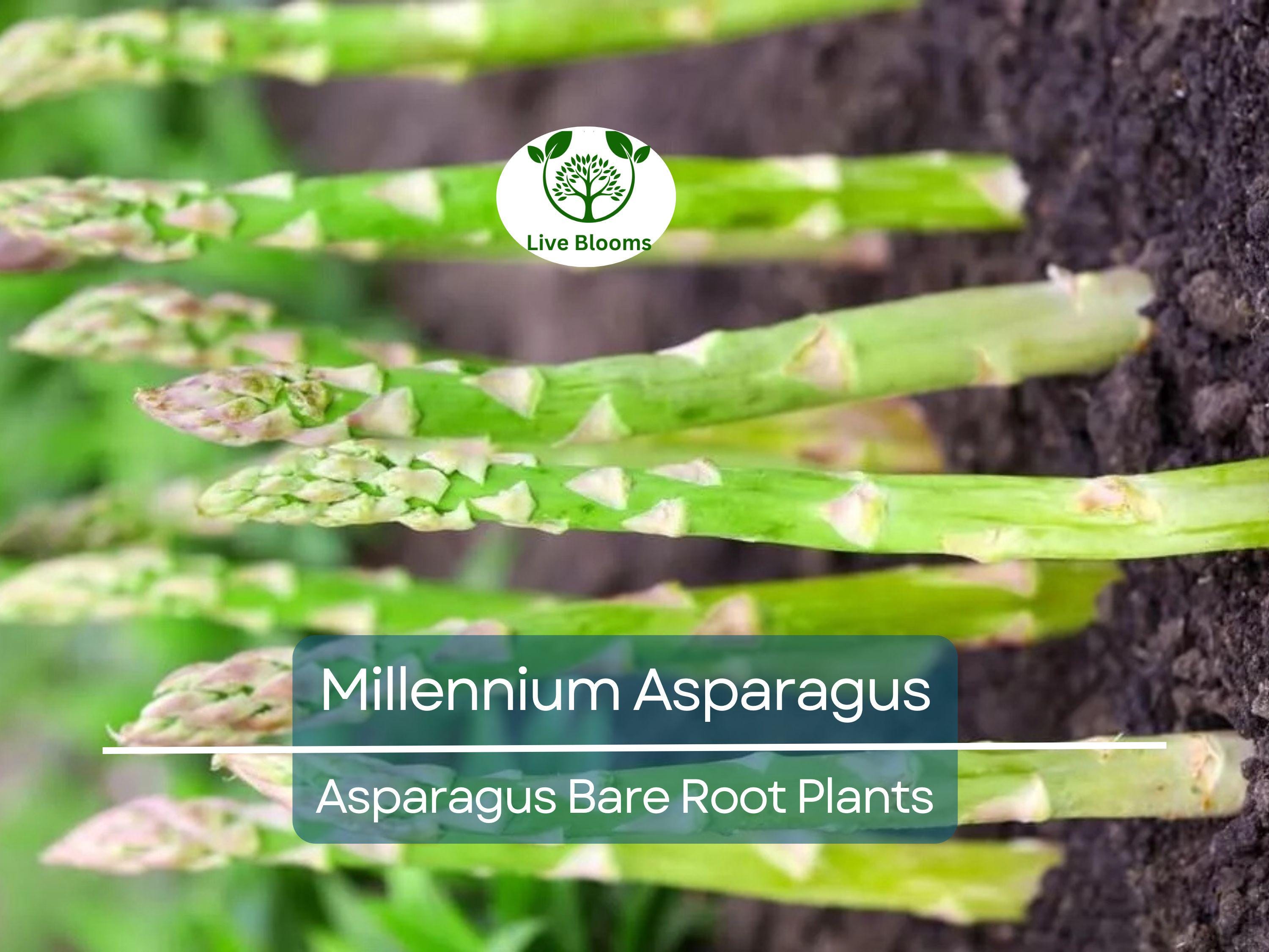 15 Millennium Asparagus Plants - 2yr Crowns - Live Bare Root Perennials - Asparagus officinalis - Heirloom, Non-GMO, Heavy Yield