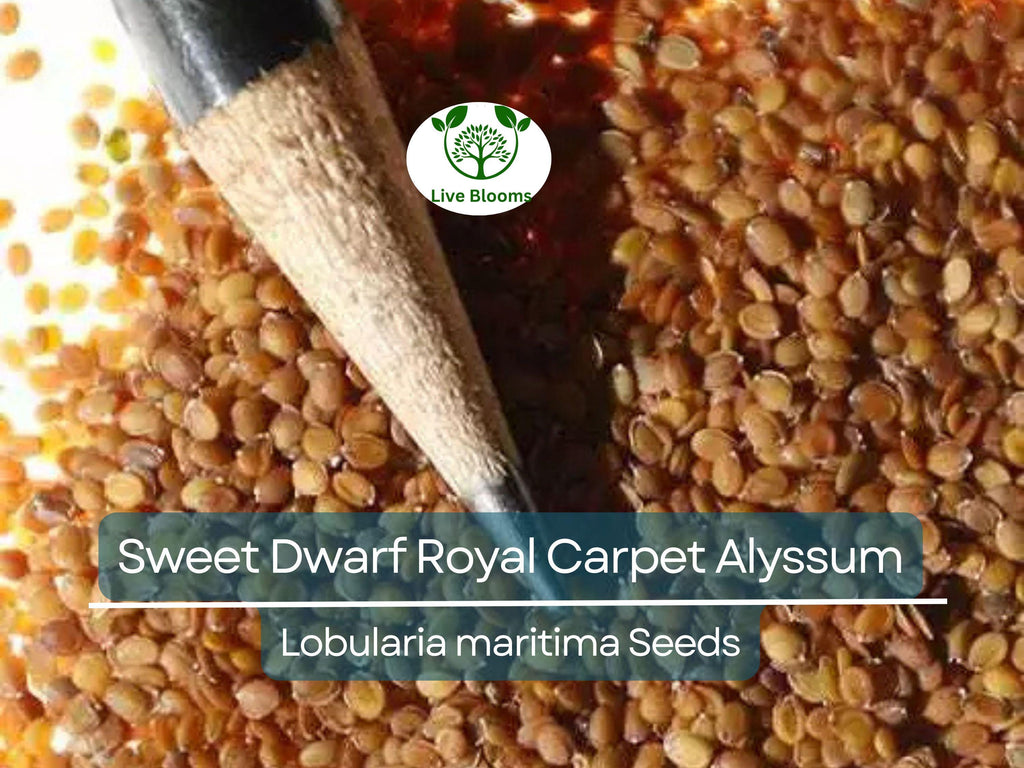 1000 Alyssum Seeds - Sweet Dwarf Royal Carpet | Lobularia maritima | Ground Cover, Non-GMO, Fragrant, Perennial, Purple Blooms