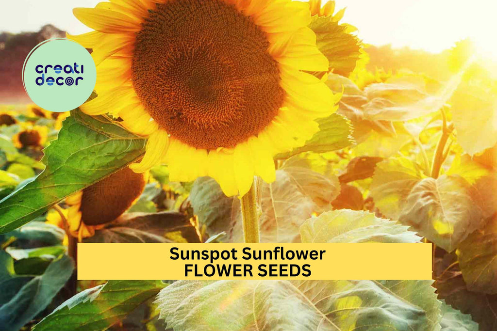 3pcs of 1g Sunspot Sunflower Seeds – Compact, Bright Yellow Blooms for Garden Beds, Containers, and Pollinator Spaces Seeds for Planting