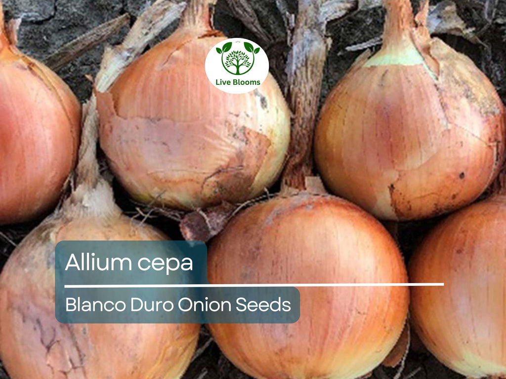 250 mg Onion Blanco Duro Seeds - Allium cepa | Heirloom White Onion for Planting, Gardening & Cooking | Mild Flavor, Crisp Texture