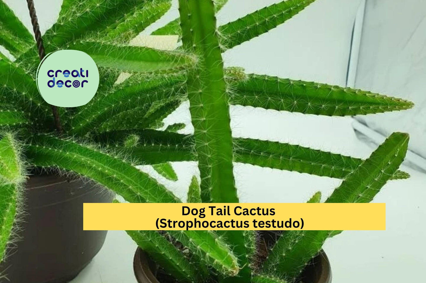 Dog Tail Cactus | Rooted Bare Root Plants 3–7 Inches | Easy Care Trailing Cactus