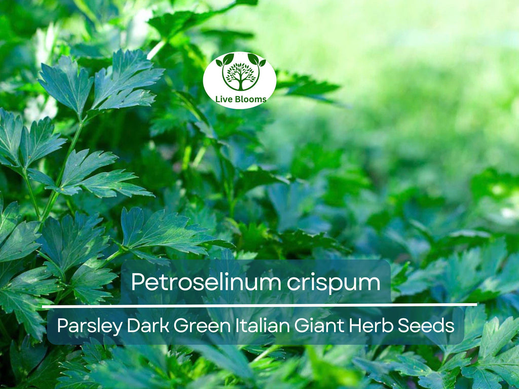 500 Parsley Seeds - Dark Green Italian Giant for Planting - Petroselinum crispum - Fresh Herb for Cooking, Garden, & Kitchen Use