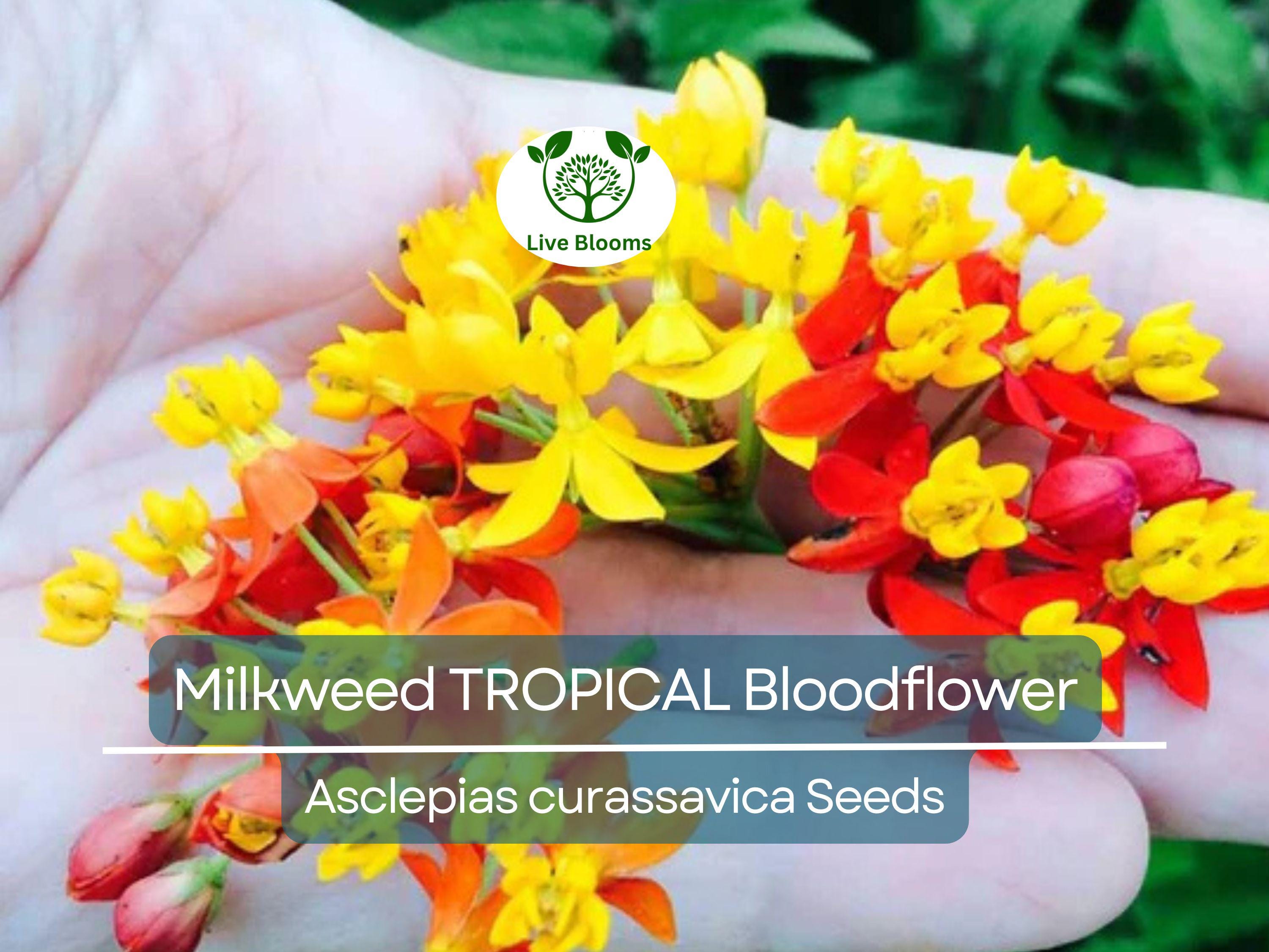 100 Seeds Milkweed TROPICAL Bloodflower (Asclepias curassavica), Monarch Butterfly Host Plant, Attracts Pollinators, Non-GMO, Vibrant Flower