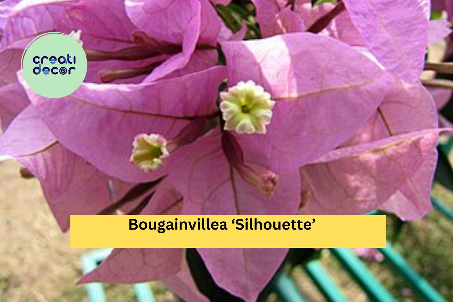 Bougainvillea ‘Silhouette’ – Live Well-Rooted Starter Plant – Colorful Tropical Vine for Garden, Patio, or Hanging Basket