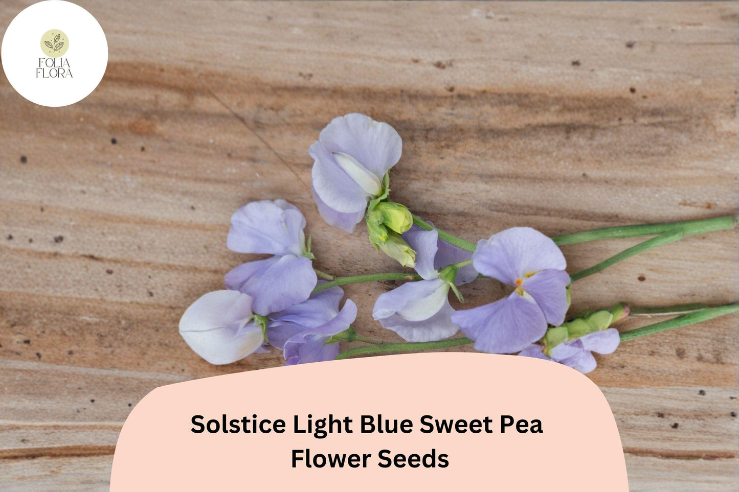 Solstice Light Blue Sweet Pea Seeds | Lathyrus odoratus Climbing Vine (50+ Seeds) for Garden Planting