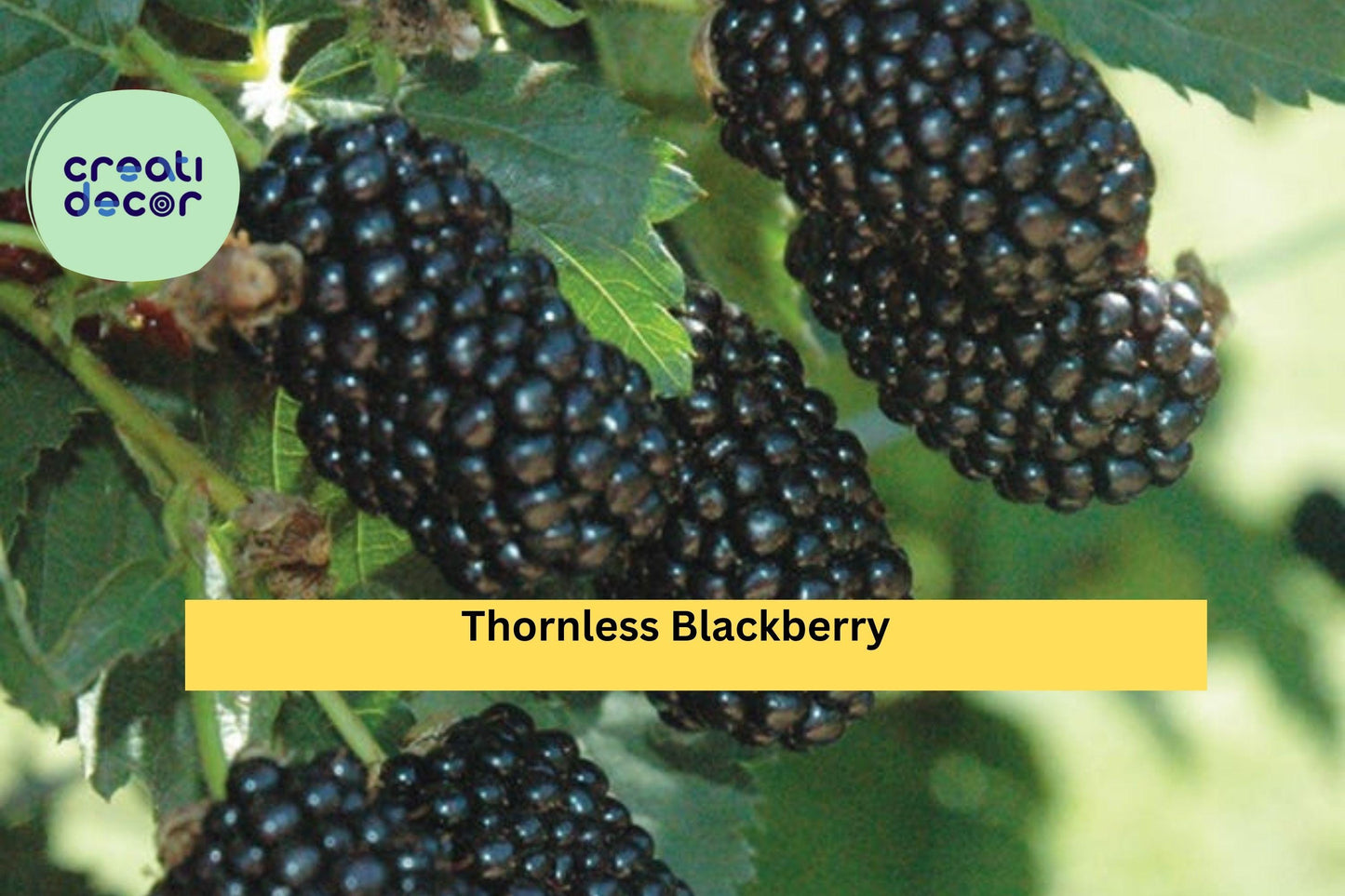 Prime-Ark Freedom Thornless Blackberry Plants – Live 2-Pack, Cold Hardy Fruit Bushes, High-Yield, Easy Grow Berry Plants for Garden