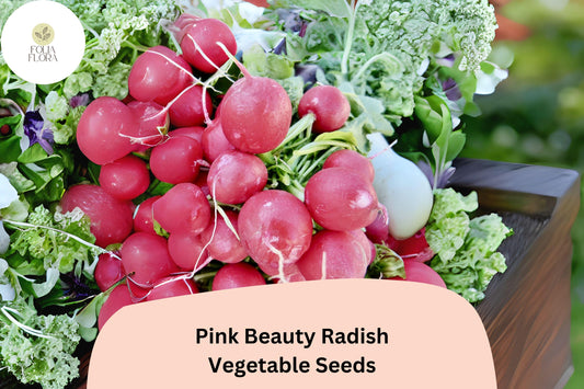 500+ Pink Beauty Radish Seeds – Heirloom Round Pink Radish Seeds for Garden Planting
