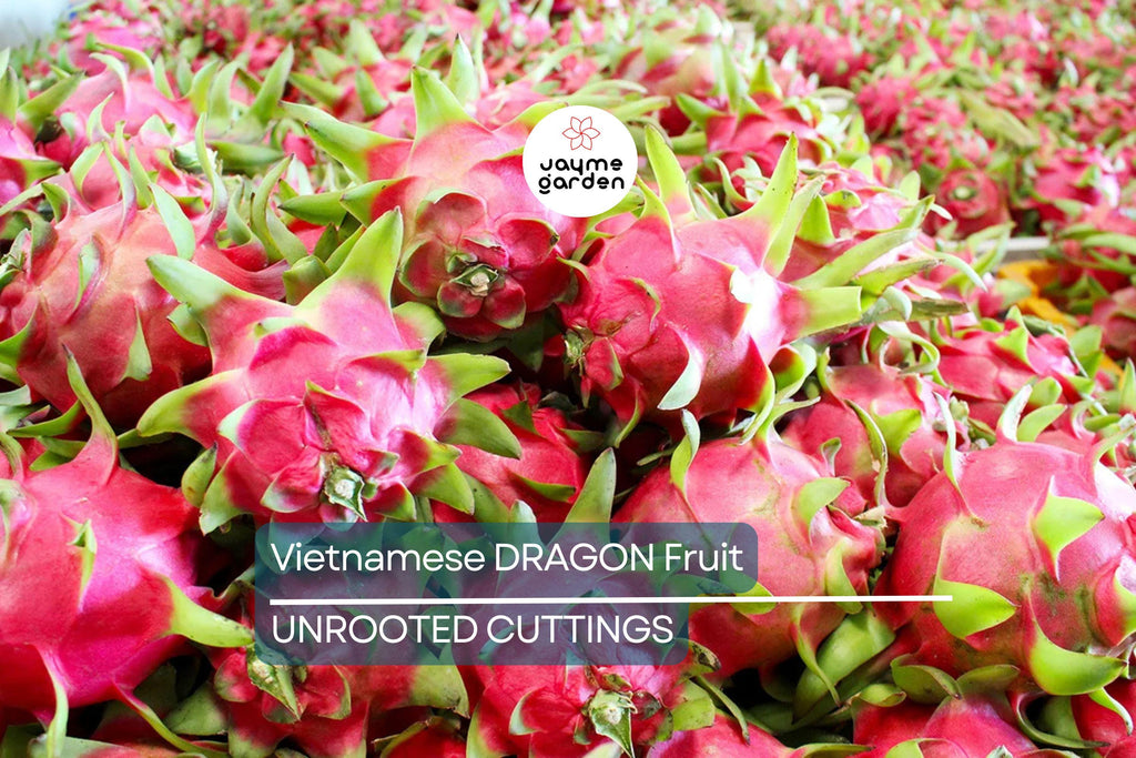 4 Vietnamese Dragon Fruit Cuttings - White Flesh, Self-Pollinating - 6-8” Tall, Easy to Grow, Perfect for Containers