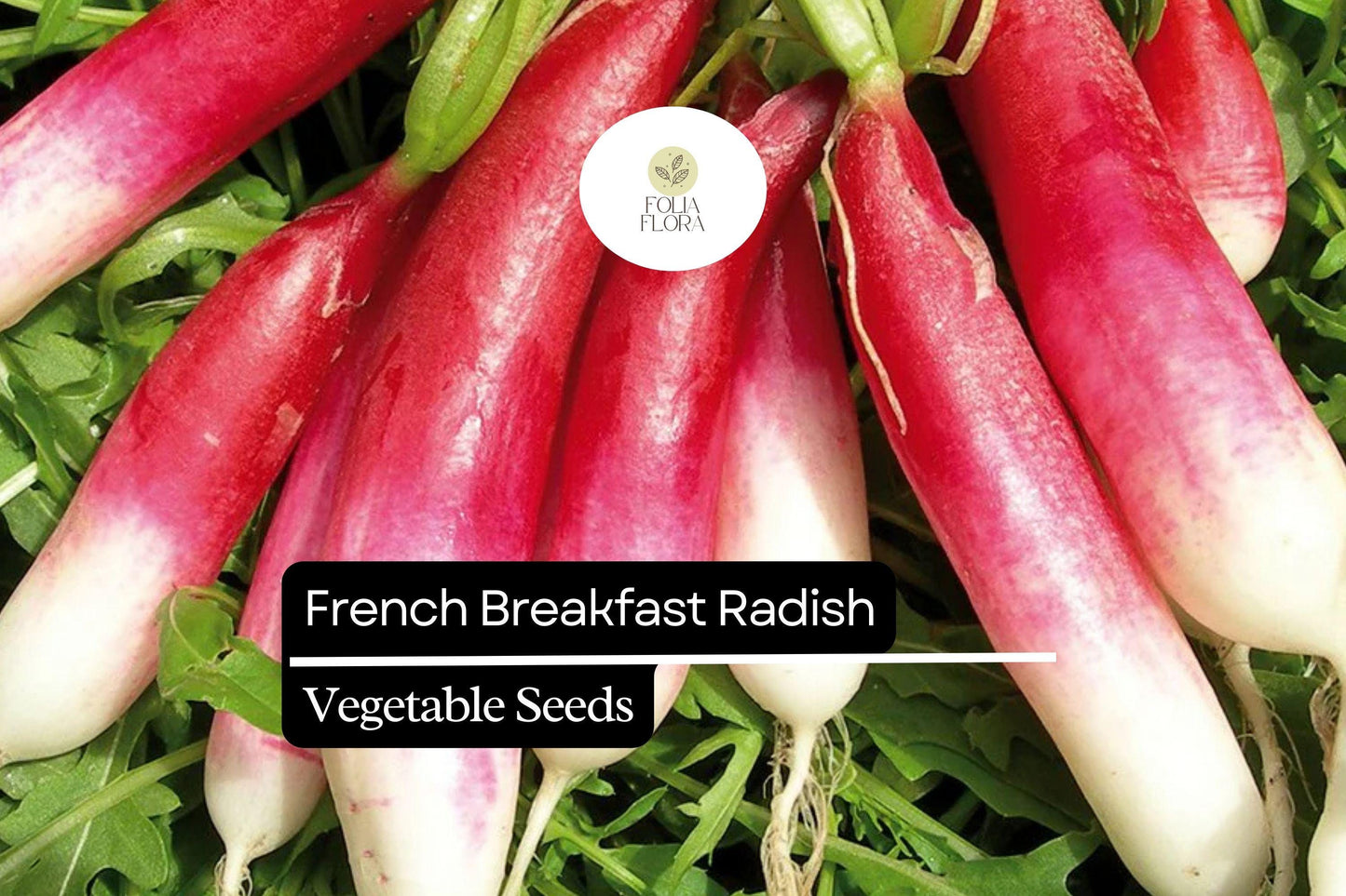 200 Seeds French Breakfast Radish (Raphanus sativus) – Crisp, Mild Flavor, Quick-Growing, Perfect for Salads and Snacking