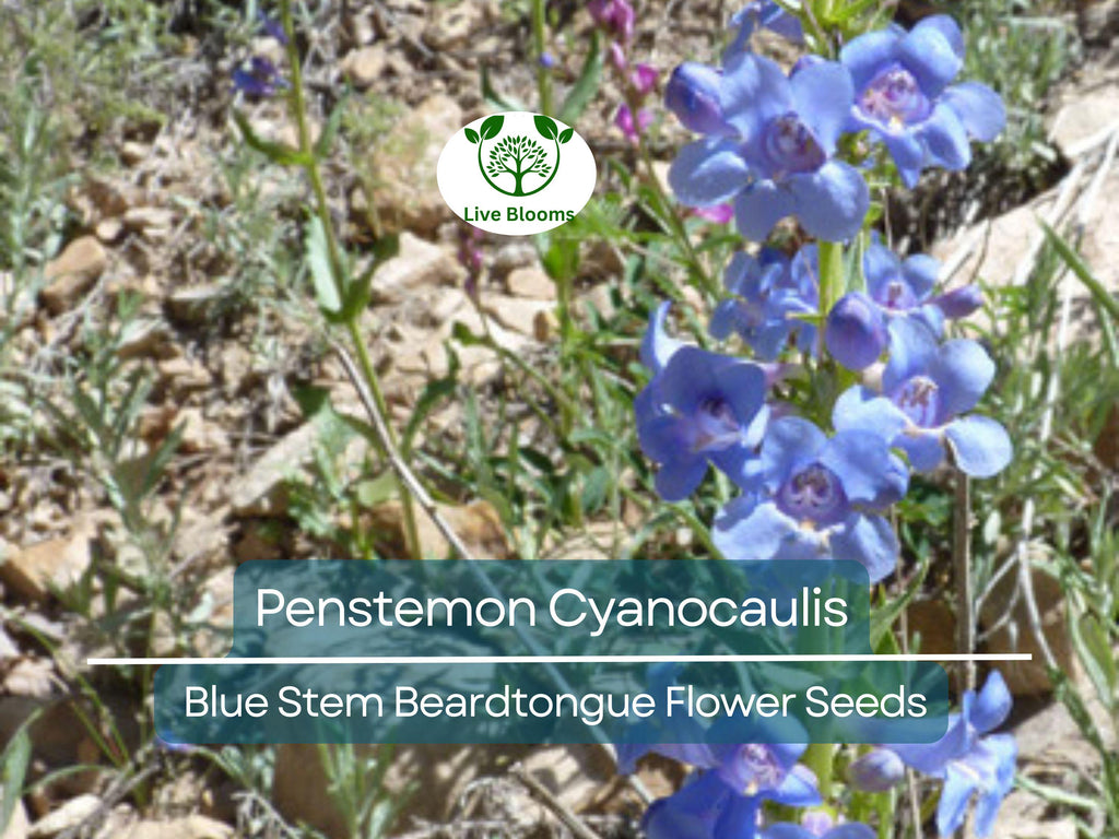 100 mg Seeds Penstemon Cyanocaulis (Blue Stem Beardtongue) for Planting | Hardy Perennial Wildflower for Pollinator Gardens
