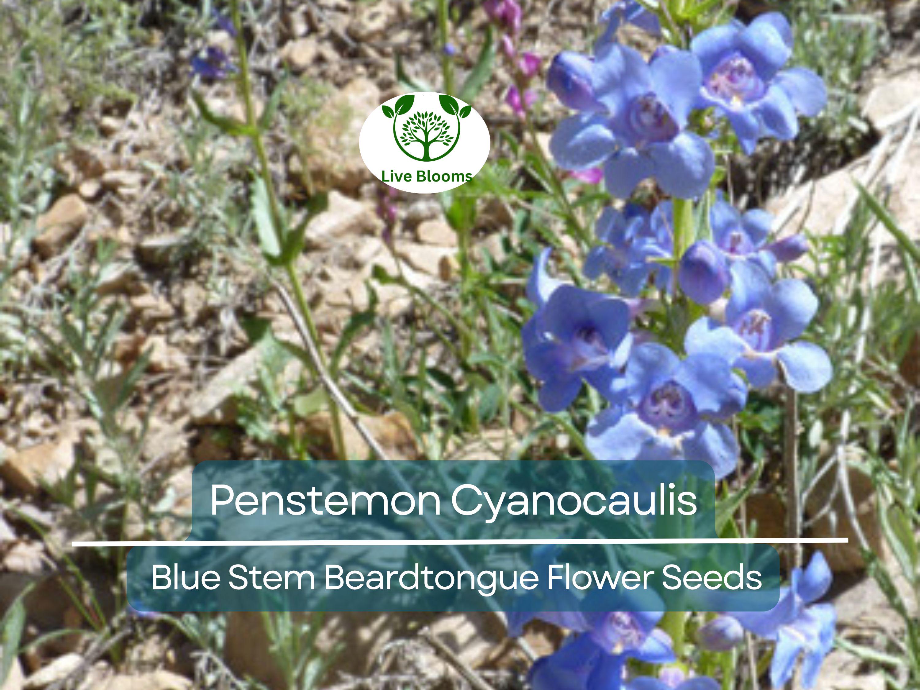 100 mg Seeds Penstemon Cyanocaulis (Blue Stem Beardtongue) for Planting | Hardy Perennial Wildflower for Pollinator Gardens