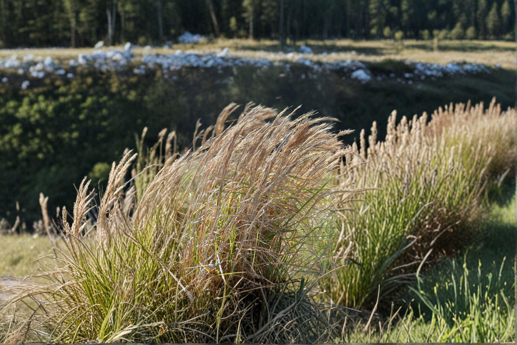 Andropogon virginicus – Broomsedge Grass Seeds | 100 Seeds | Native Ornamental Prairie | Drought Tolerant