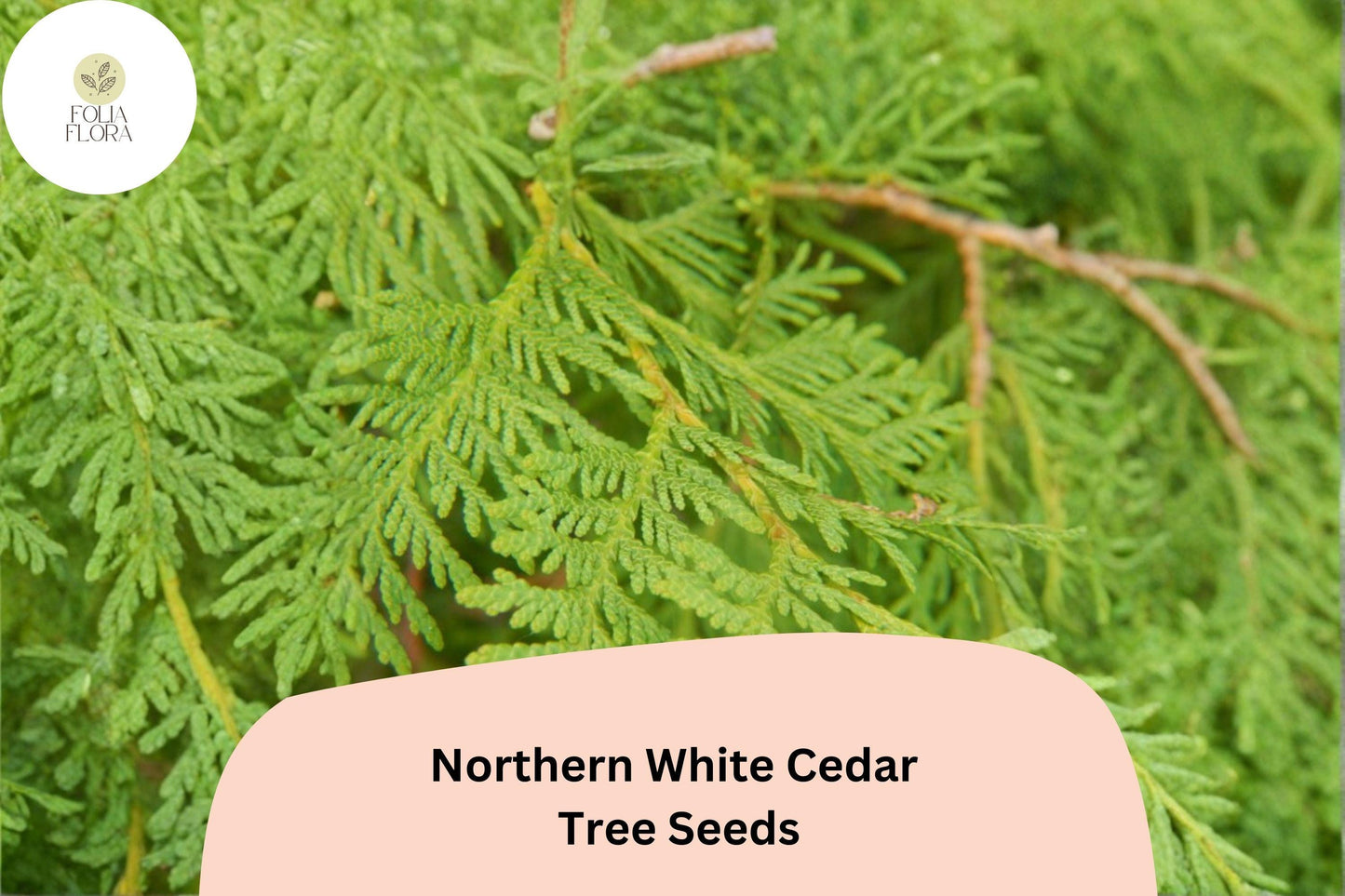 Eastern Arborvitae Seeds 50 | Thuja occidentalis Northern White Cedar Evergreen Tree Seeds