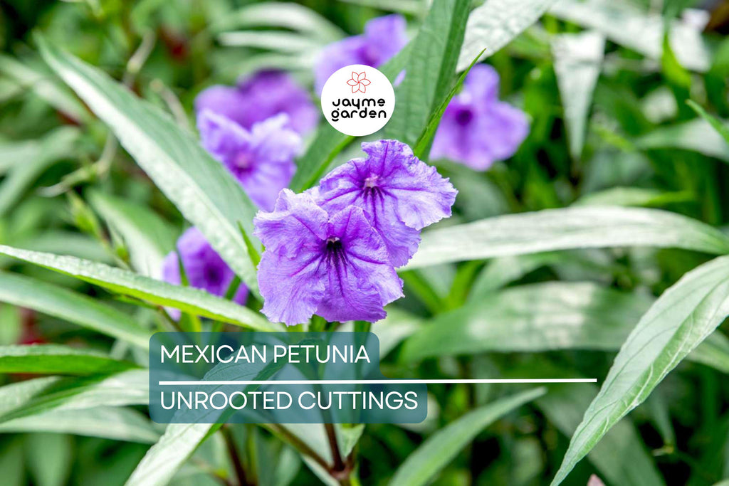 Mexican Petunia 10 Fresh Cuttings - Perennial Butterfly & Hummingbird Magnet - Easy to Grow, Hardy Plant