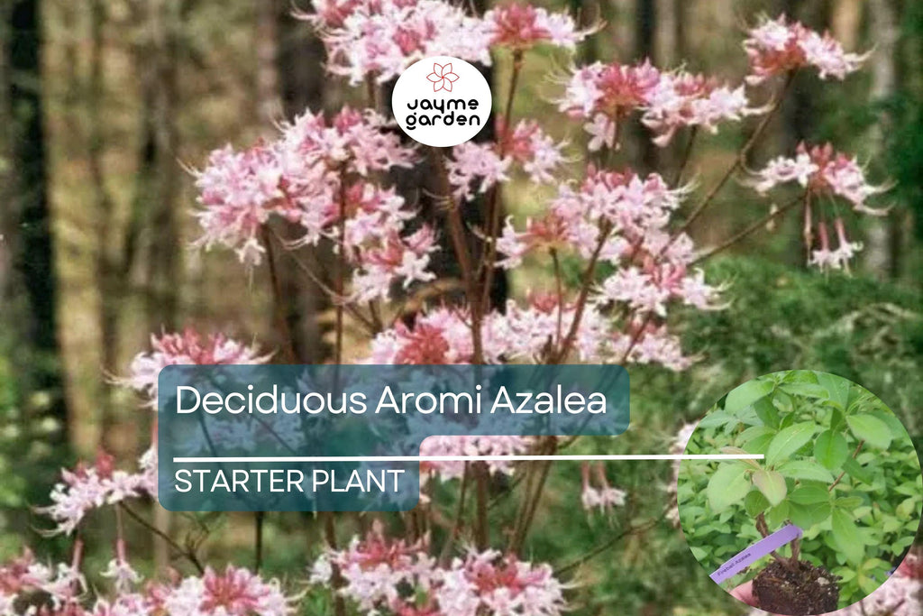 Spring Sensation Aromi Azalea | Deciduous Hybrid | Soft Pink Fragrant Flowers | Live Starter Plant | Zones 6-9