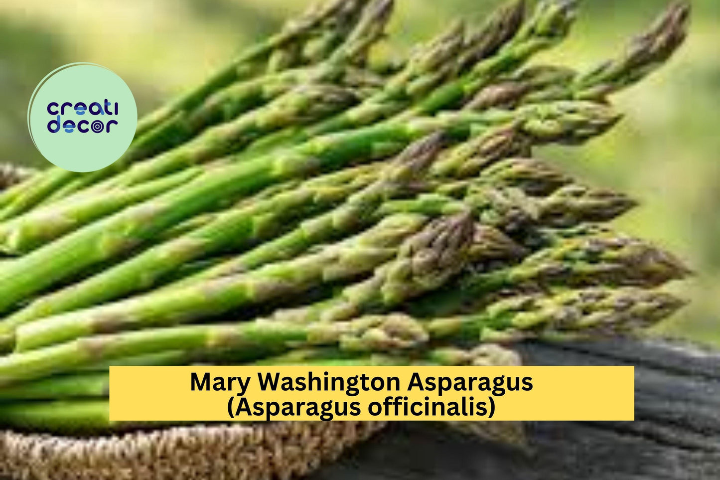 10 Mary Washington Asparagus Crowns – 2 Year Old Green Asparagus Bare Root Plants, Hand Picked Perennial Vegetables for Home Gardens