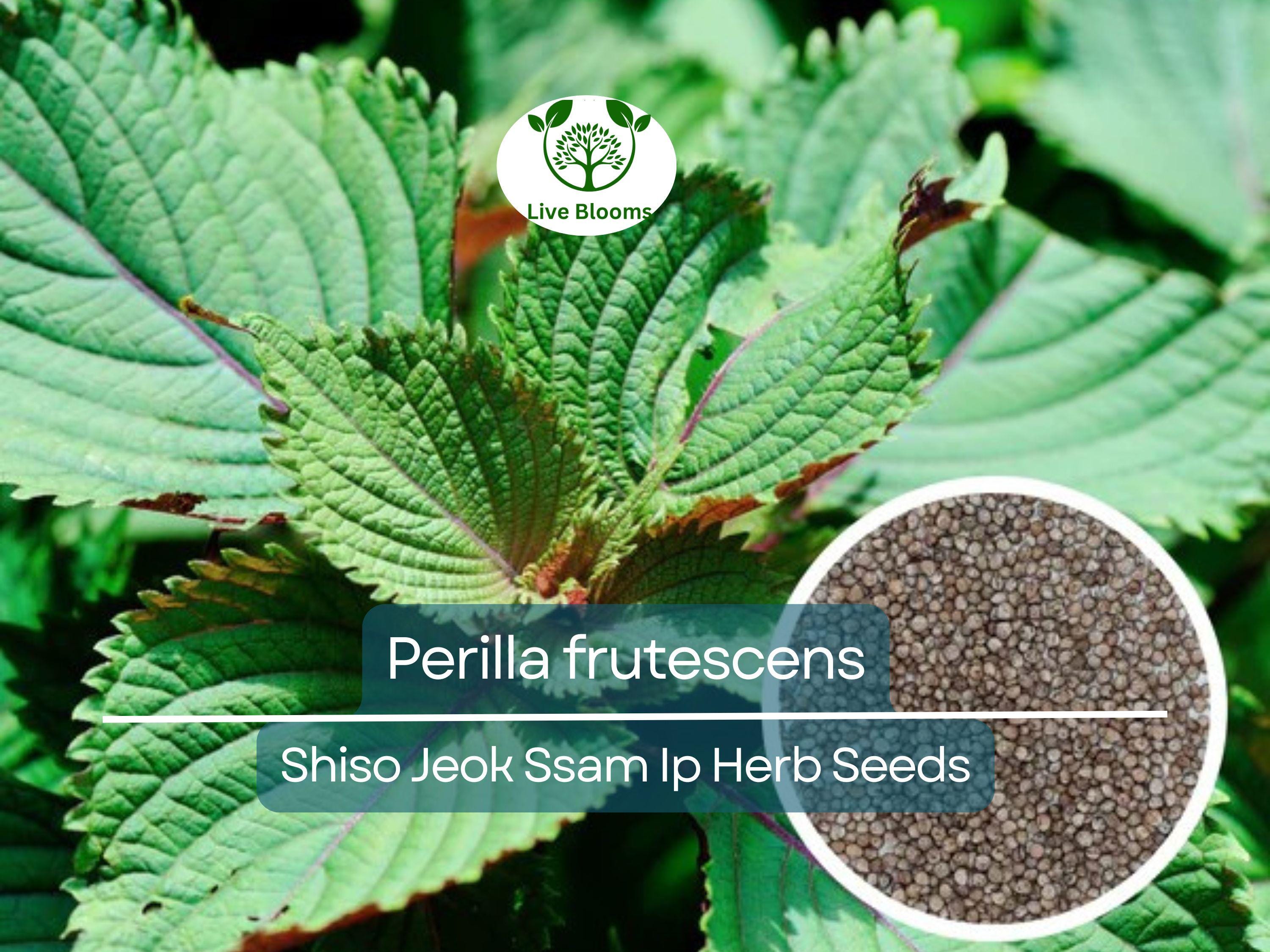 400 Seeds Perilla (Shiso) Jeok Ssam Ip Herb for Planting – Aromatic Asian Herb for Sushi, Garnishes, Salads & Stir-Fries